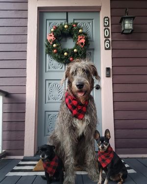 Image post by @thesavannahwolfhound on Instagram