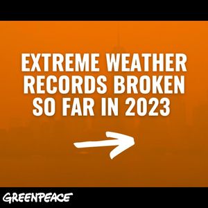 Image post by @greenpeace on Instagram
