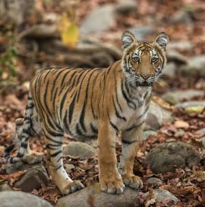 Image post by @discovery on Instagram