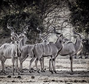 Image post by @chiawasafaris on Instagram