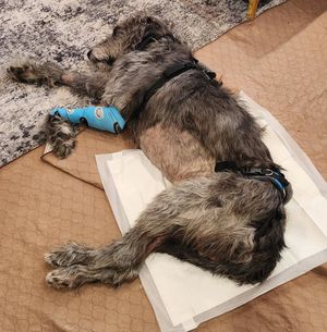 Image post by @thesavannahwolfhound on Instagram