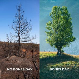 Image post by @teamtrees on Instagram