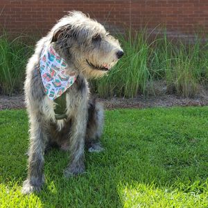 Image post by @thesavannahwolfhound on Instagram