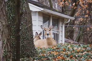 Image post by @imnoahhais on Instagram