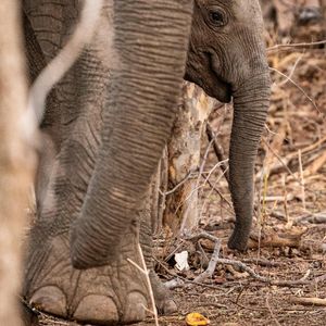 Image post by @chiawasafaris on Instagram