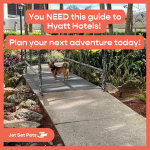Image post by @jetsetpets on Instagram