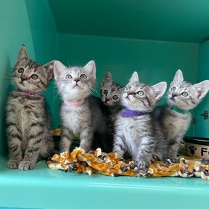 Image post by @whitmanpets on Instagram