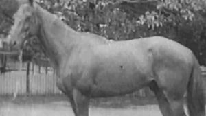 Image post by @nzhorseambulancetrust on Facebook