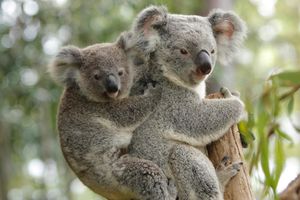Image post by @animalplanet on Instagram