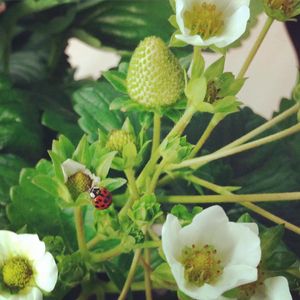 Image post by @kidsgardening on Instagram