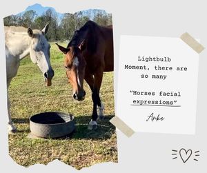 Image post by @ankehawkebalanceddressage on Facebook