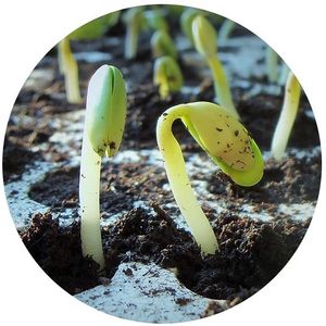 Image post by @kidsgardening on Instagram