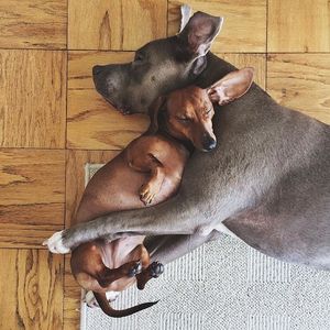 Image post by @animalplanet on Instagram