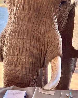 Image post by @chiawasafaris on Instagram