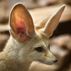 Image post by @animalplanet on Instagram