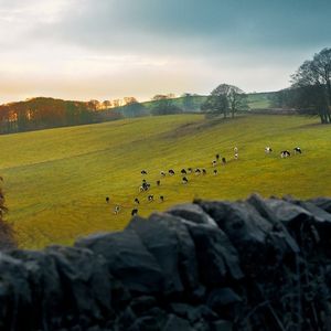 Image post by @arladairyuk on Instagram