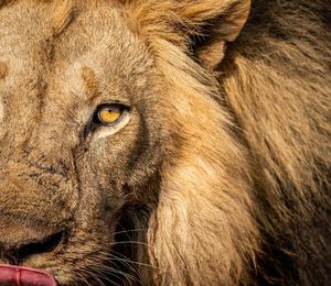Image post by @chiawasafaris on Instagram