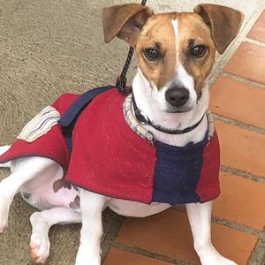 Image post by @bestforpetsmelb on Instagram