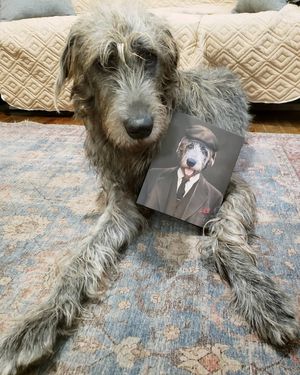 Image post by @thesavannahwolfhound on Instagram