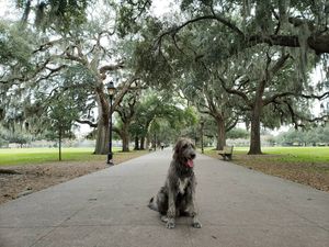 Image post by @thesavannahwolfhound on Instagram