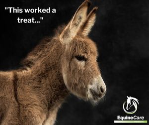 Image post by @equinecareprobiotic on Instagram