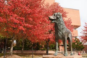 Image post by @umbclife on Instagram
