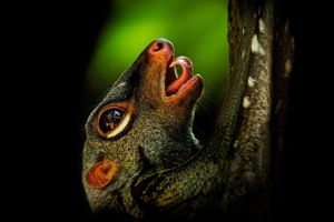 Image post by @animalplanet on Instagram