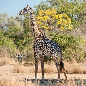 Image post by @chiawasafaris on Instagram