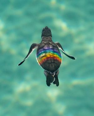 Image post by @discovery on Instagram