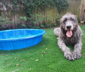 Image post by @thesavannahwolfhound on Instagram