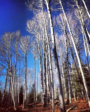 Image post by @nauflagstaff on Instagram