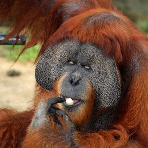 Image post by @animalplanet on Instagram