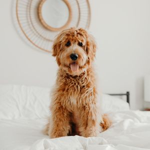 Image post by @nulopetfood on Instagram