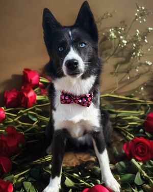 Image post by @tux_the_blue_pomsky on Instagram