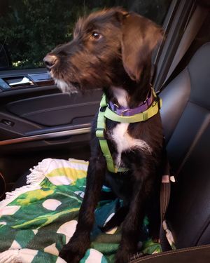 Image post by @thesavannahwolfhound on Instagram