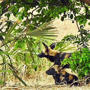 Image post by @chiawasafaris on Instagram