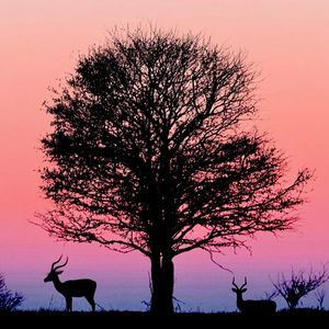 Image post by @chiawasafaris on Instagram