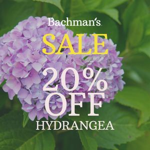Image post by @shopbachmans on Instagram