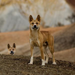 Image post by @animalplanet on Instagram