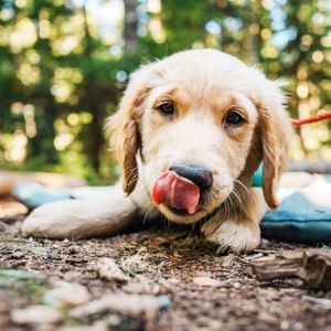 Image post by @nulopetfood on Instagram