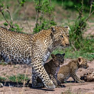 Image post by @animalplanet on Instagram