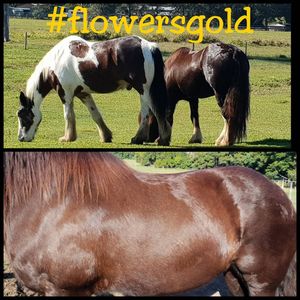 Image post by @equine_passion_online on Instagram