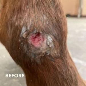 Image post by @gundyparkequine on Instagram