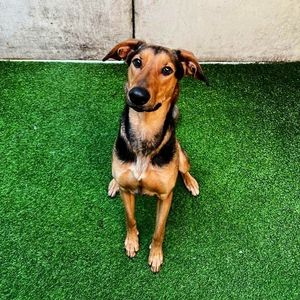 Image post by @spokhumanesoc on Instagram