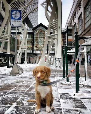 Image post by @cityofcalgary on Instagram