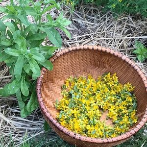 Image post by @kidsgardening on Instagram