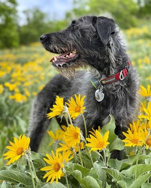 Image post by @triumphpetfood on Instagram