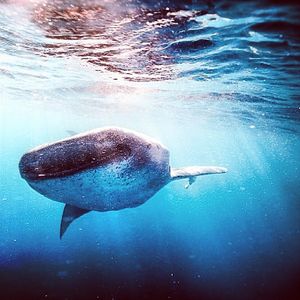 Image post by @discovery on Instagram