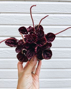 Image post by @thegreenhousejax on Instagram