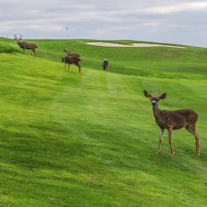 Image post by @pebblebeachresorts on Instagram